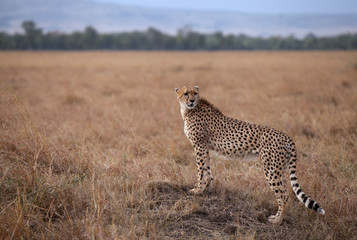 Cheetah scanning the surrounded area from a mound, Kenya