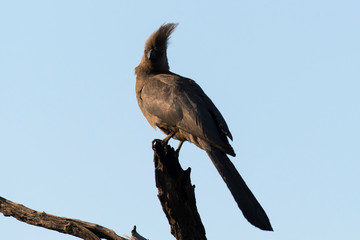 Touraco concolore,.Corythaixoides concolor, Grey Go away bird