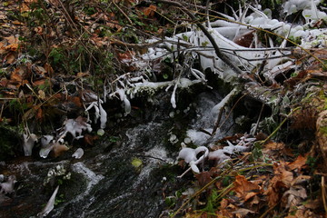icy stream in the forest