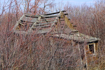 old wooden house in the forest