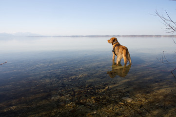 Fuchsroter Labrador Retriever am Chiemsee
