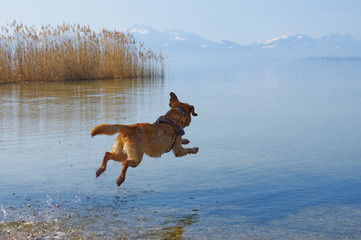 Labrador Retriever hüpft in den Chiemsee © Matthias