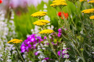 Gold Plate Yarrow with other Flowers in a Green Meadow