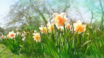 beautiful  daffodils flowers in Park. Beautiful narcissus spring blossom under sunlight in garden natural background at spring or summer season. Nature concept. soft focus