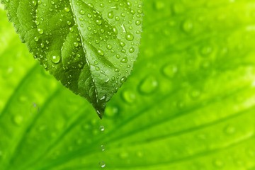 Fototapeta na wymiar Green Leaf with Water drops isolated on white