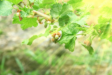 Fototapeta premium A branch of flowering currants