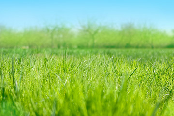 blurred gentle natural spring or summer forest landscape background. Scenic beauty meadow backdrop. Beautiful Landscape with Green Grass. Tranquil abstract Background, sunlight. soft focus