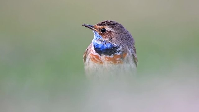 Bluethroat, Luscinia svecica, stands in the grass on a beautiful background. Male
