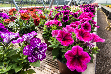 greenhouse flowers