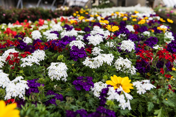 Obraz premium greenhouse flowers
