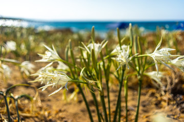 ancratium maritimum, or sea daffodil, flower of white flakes on the beach, Crete, Greece