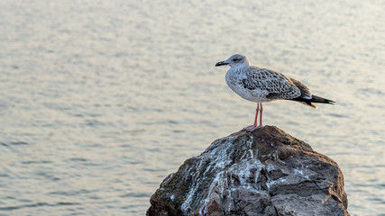 A gull standing on a rock with water in the background. A gull at the Black Sea Coast in Nessebar, Bulgaria. A Kingfisher, sea mew or gull on a rock