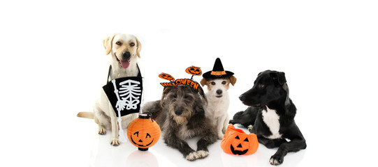 BANNER GROUP  DOGS HALLOWEEN. JACK RUSSELL DRESSED AS A WIZARD OR WITCH AND PUPPY WEARING A SIGN HEADBAND WITH A CANDY BAG. ISOLATED ON WHITE BACKGROUND.