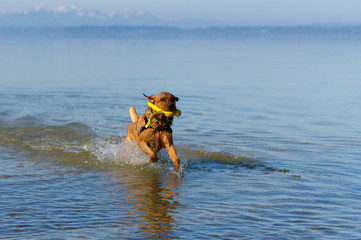 Labrador Retriever apportiert aus dem Chiemsee