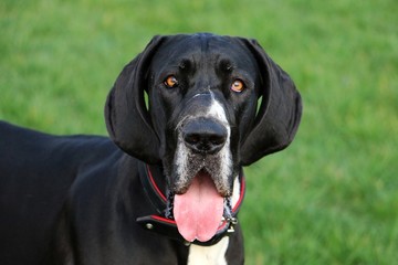 beautiful head portrait of a black great dane