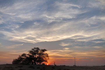 A 400 year-old mesquite tree which lives in the middle of desert, Bahrain