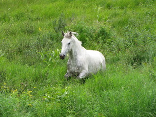 white horse