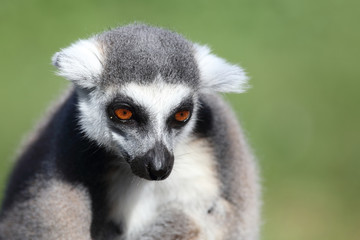 Obraz premium Katta / Ring-tailed Lemur / Lemur catta