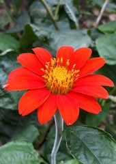Red Daisy Flower
