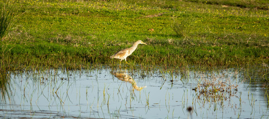 Ardea cinerea fishing at ponds shore, panoramic view
