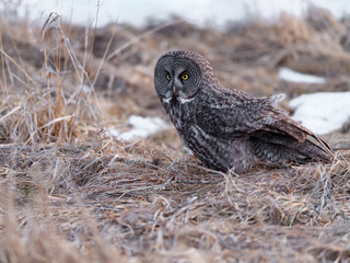 Great Grey Owl Sitting on Dry Grass in Winter