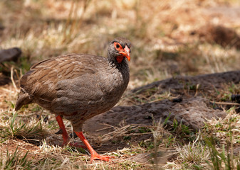 Red-necked spurfowl , Masai Mara, Kenya