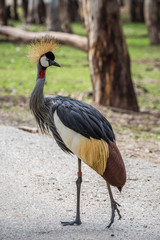 Wild african animals