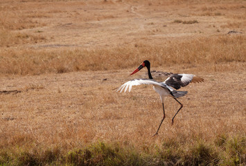 Saddle-billed stork landing at Masai mara, Kenya