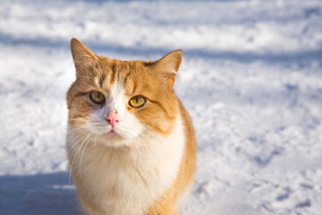 Cat portrait. Beautiful ginger cat in the snow in nature. copy space