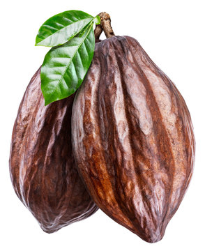 Cocoa pods with cocoa leaves on a white background. Clipping path.