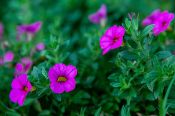 Purple flowers in a line