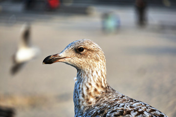 Portrait of a silver gull on the Baltic Sea coast in Poland..