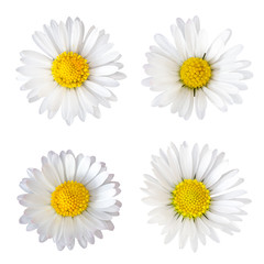 Vier Gänseblümchen (Bellis perennis), freigestellt auf weißem Hintergrund