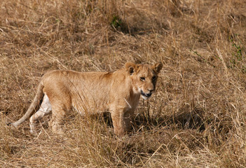 Lion cub, Masai Mara, Kenya