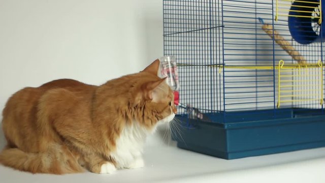 red cat and rat dambo in cage on white background