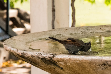 bird drinking water