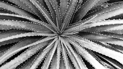 Cactaceae