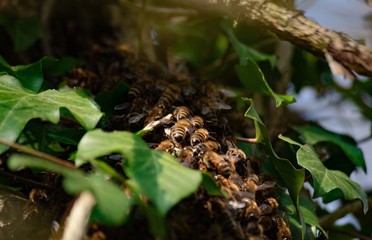 Colony of bees 