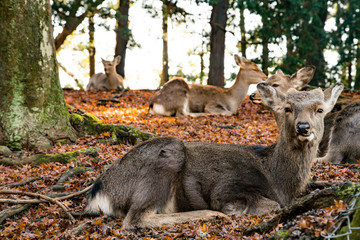 Nara Deer sitting during sunset relaxing together