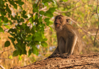 Cute little monkey The species is native to and living in the central forests of Thailand.