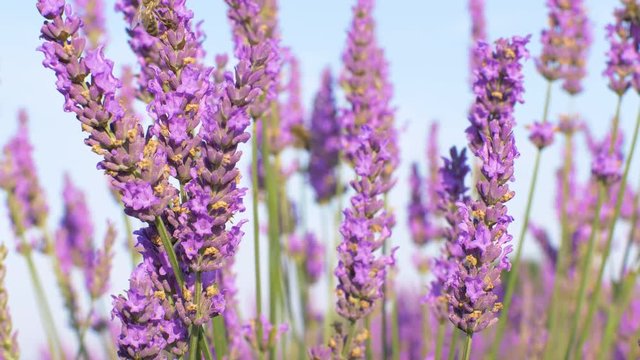 Closeup view of bees pollinate violet lavender flowers in Provence, France