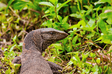 Obraz premium Monitor lizard (Varanus)
