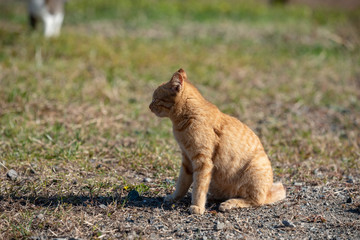 Stray cat sitting in the grass, Red tabby cat