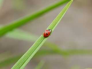 ladybug on green grass