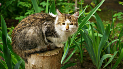 cat in garden