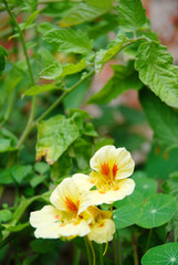 close up blooming cress in the garden