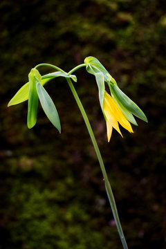 LargeFlower Bellwort Wildflower