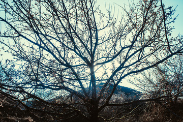 Spring tree against blue sky