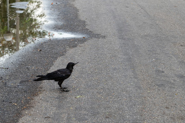 Black crow on the road with puddle.