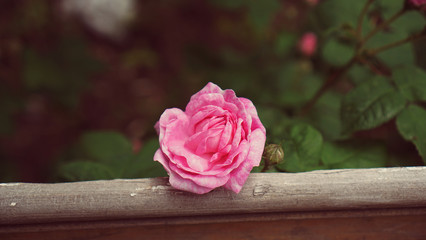 pink rose 